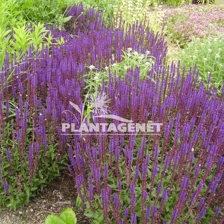  SALVIA nemorosa Mainacht  