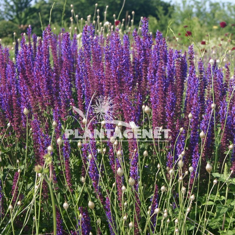  SALVIA nemorosa Tanzerin