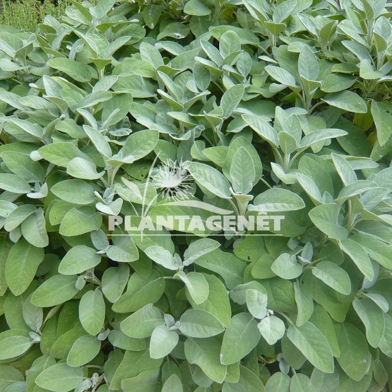  SALVIA officinalis Berggarten  