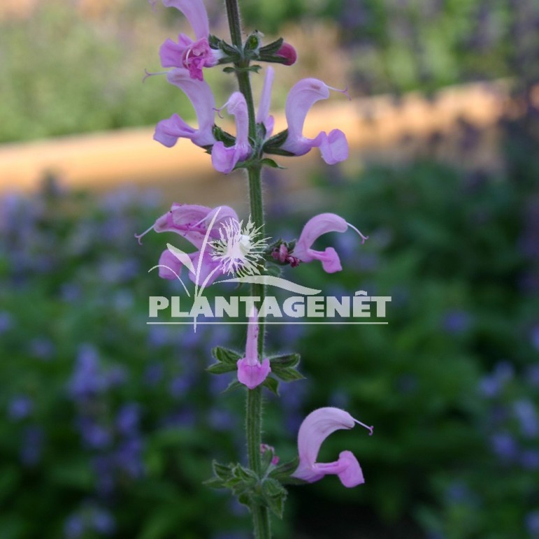  SALVIA pratensis Lapis Lazuli 