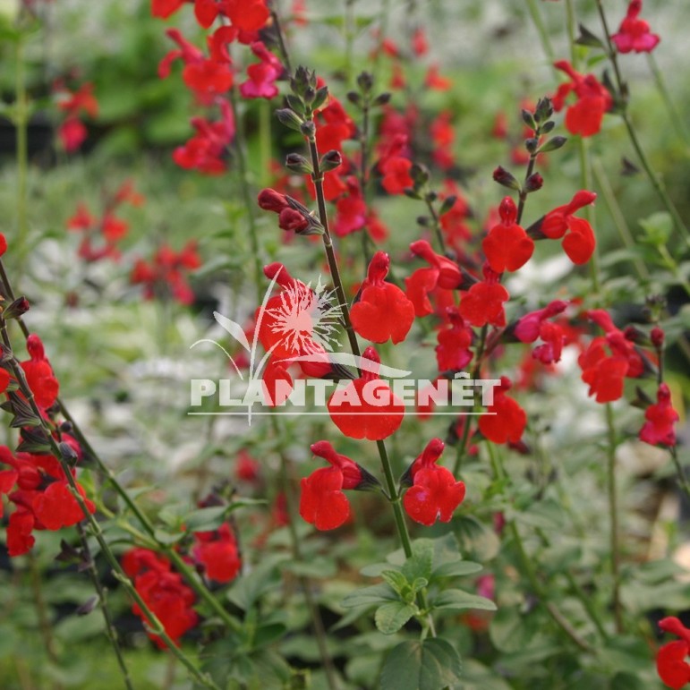  SALVIA x jamensis Royal Bumble 