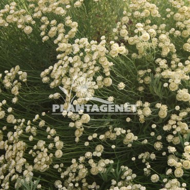  SANTOLINA pinnata Edward Bowles