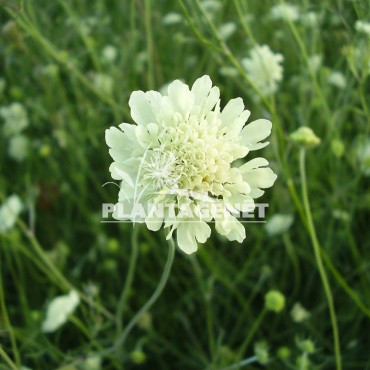  SCABIOSA columbaria  var.ochroleucha