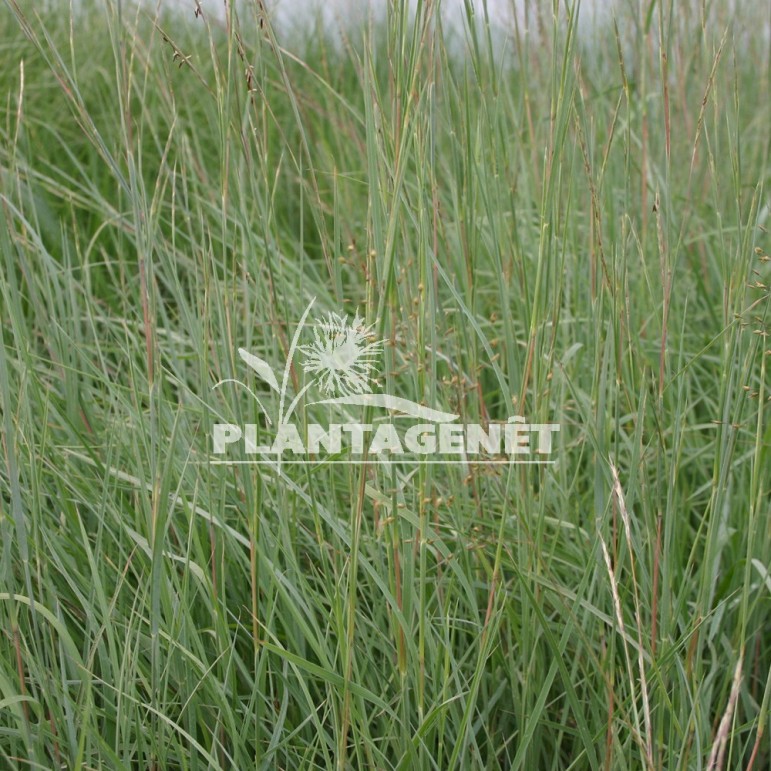  SCHIZACHYRIUM scoparius Prairie Blues