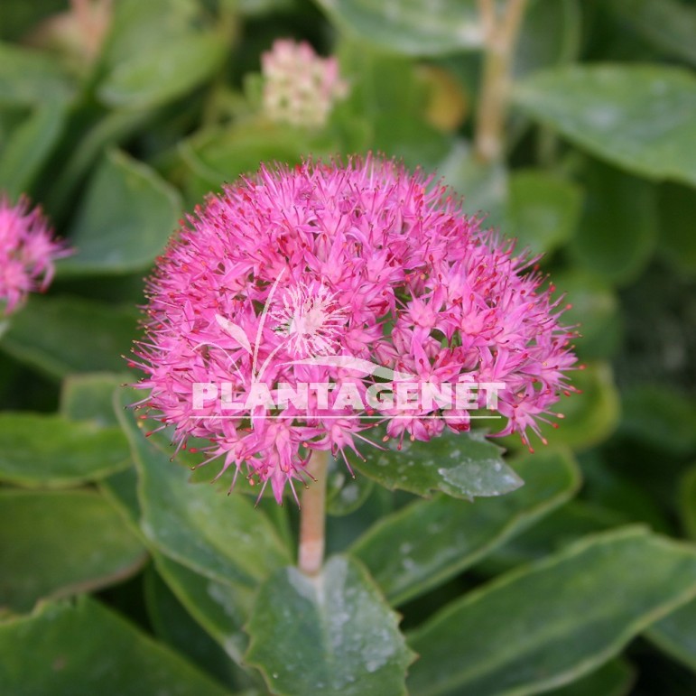  SEDUM Septemberglut