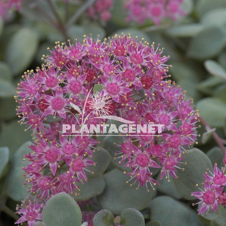  SEDUM cauticola Lidakense