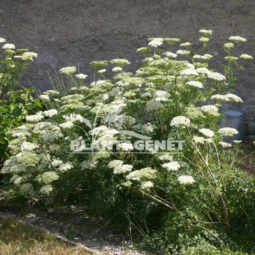  SELINUM wallichianum