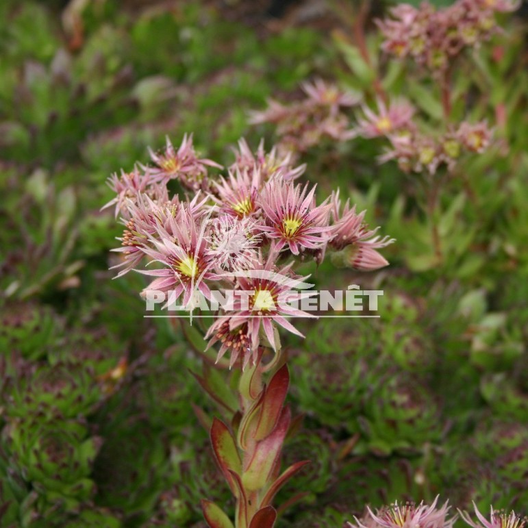  SEMPERVIVUM Chivalry