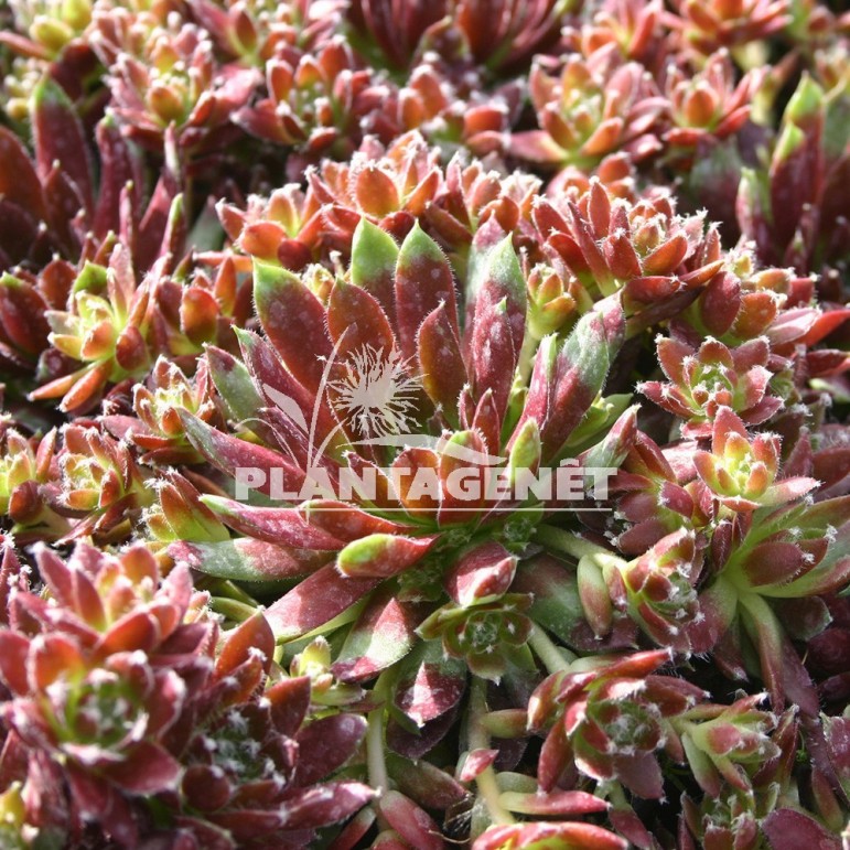  SEMPERVIVUM Palisander