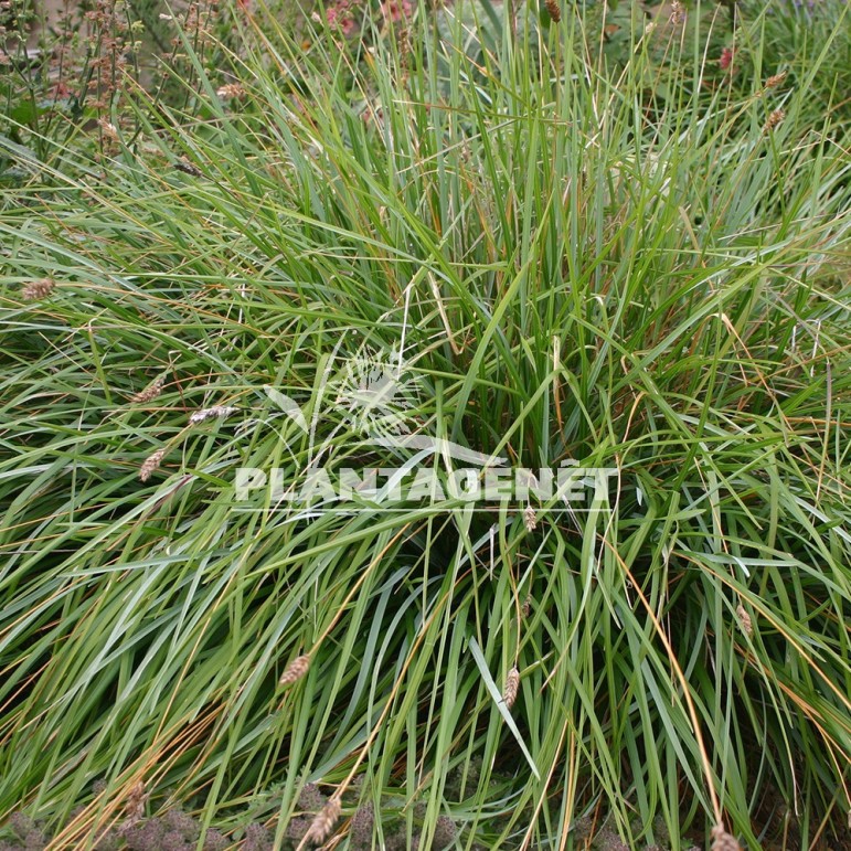  SESLERIA heuffleriana