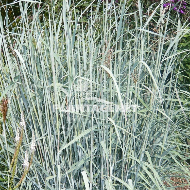  SORGHASTRUM nutans Sioux Blue 