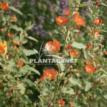  SPHAERALCEA  ambigua