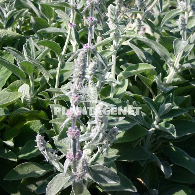  STACHYS byzantina  Big Ears