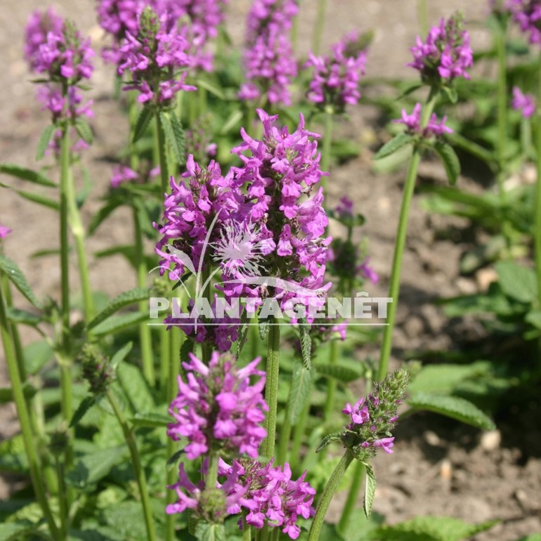  STACHYS officinalis Hummelo  