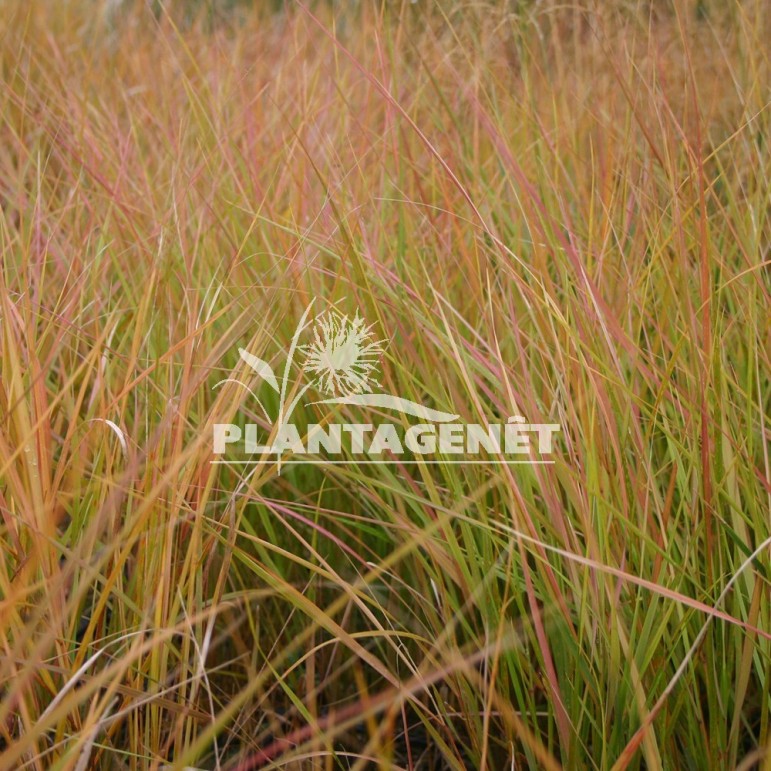  STIPA arundinacea