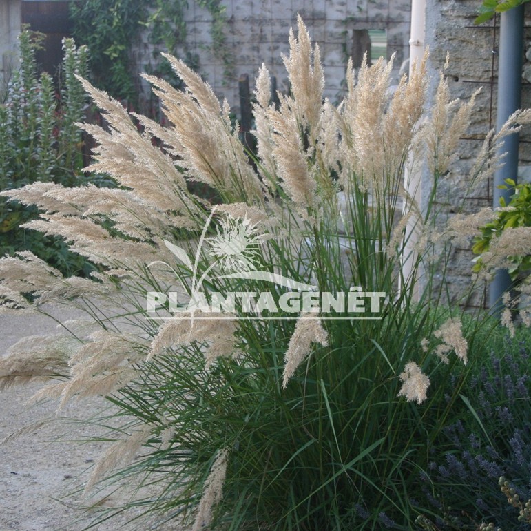  STIPA calamagrostis