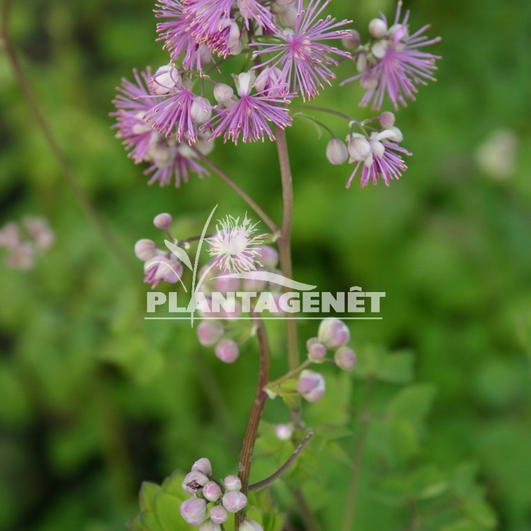  THALICTRUM aquilegiifolium Purpureum  