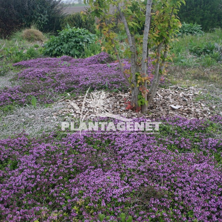  THYMUS longicaulis