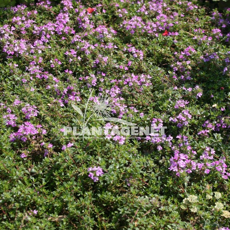  THYMUS praecox Coccineus  