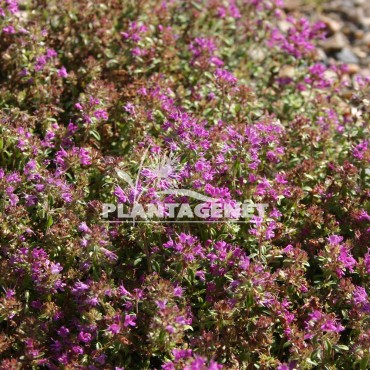  THYMUS praecox Creepind red