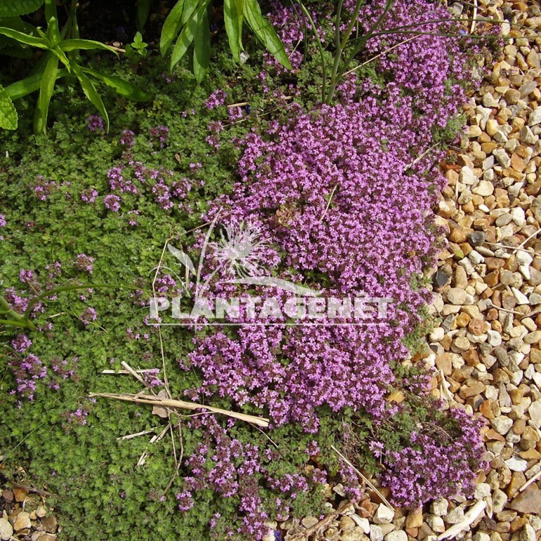  THYMUS pseudolanuginosus