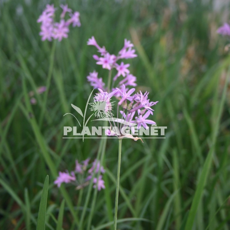  TULBAGHIA  violacea