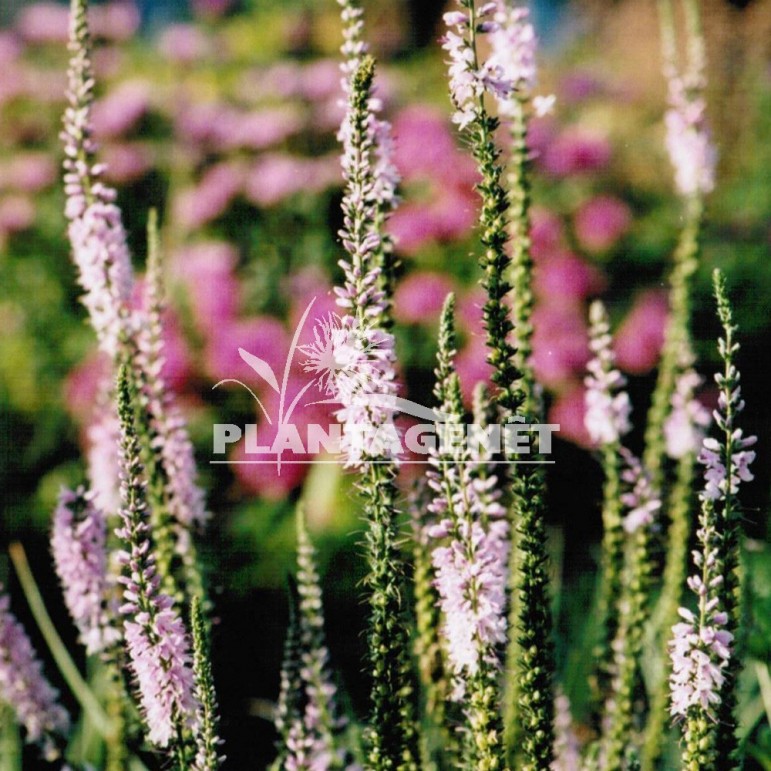  VERONICA spicata Pink Damask 