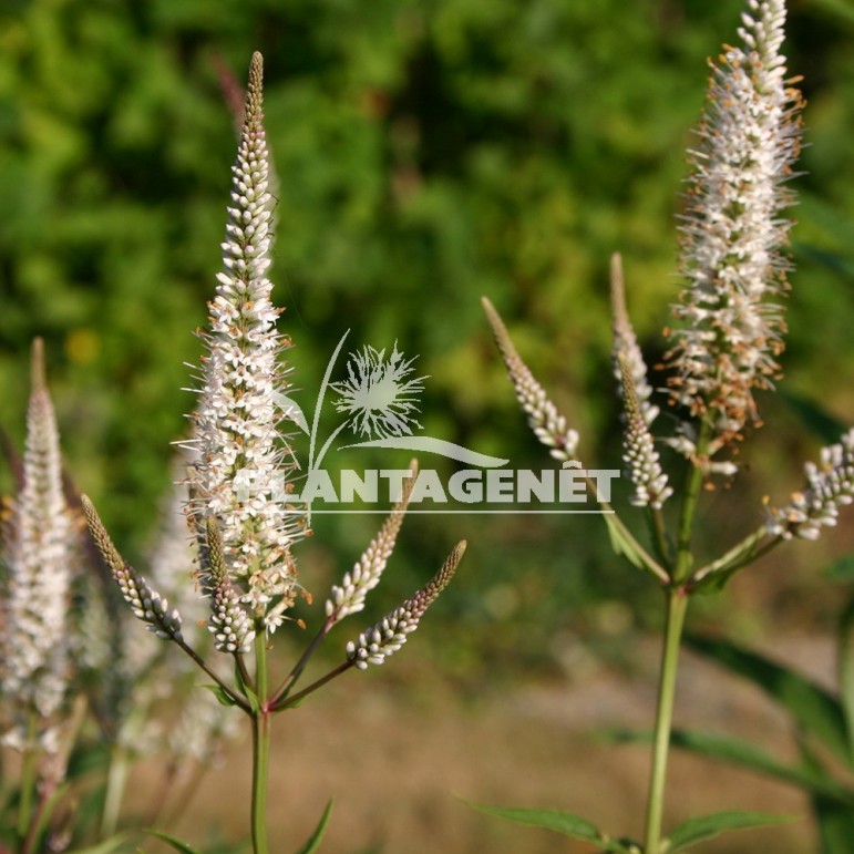  VERONICASTRUM virginicum Album  