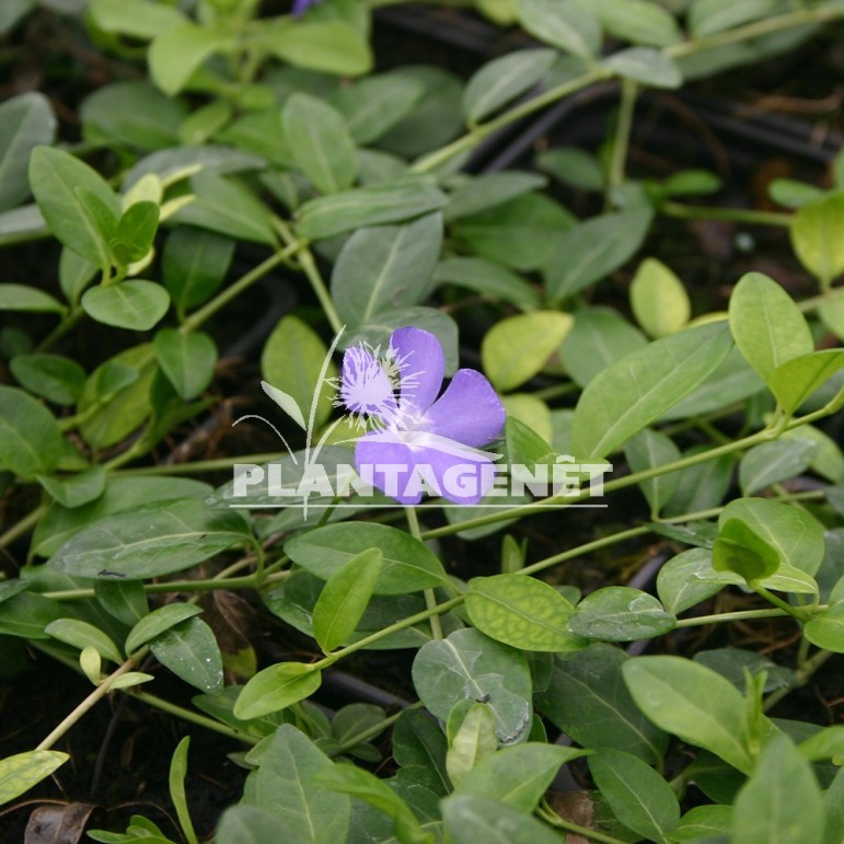  VINCA minor Bowles  