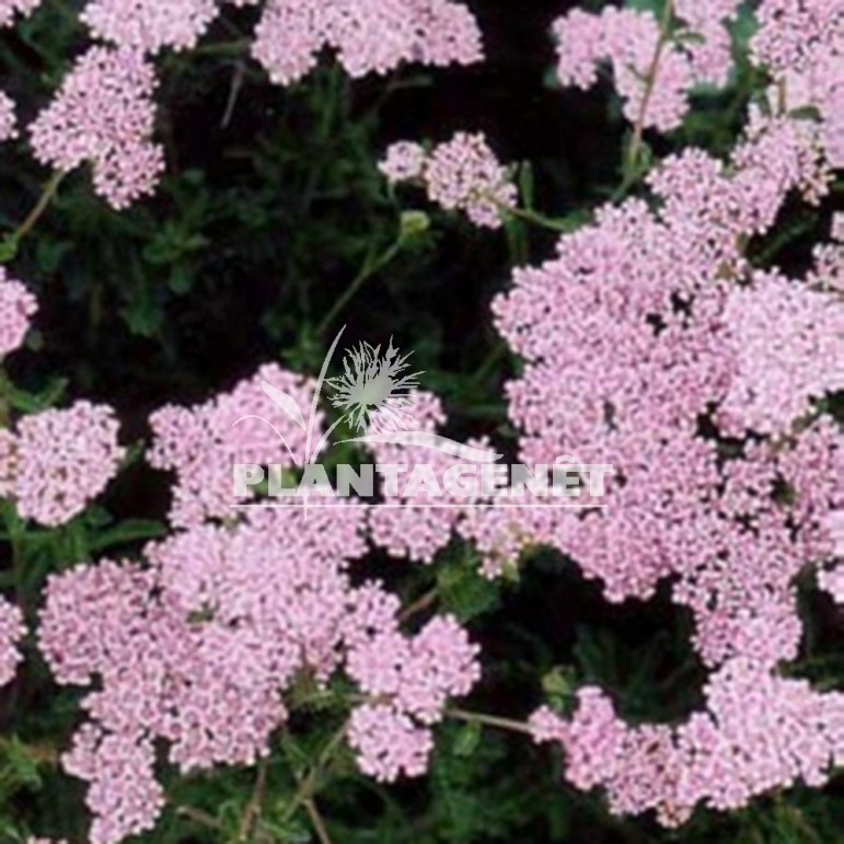  ACHILLEA Lilac Beauty 