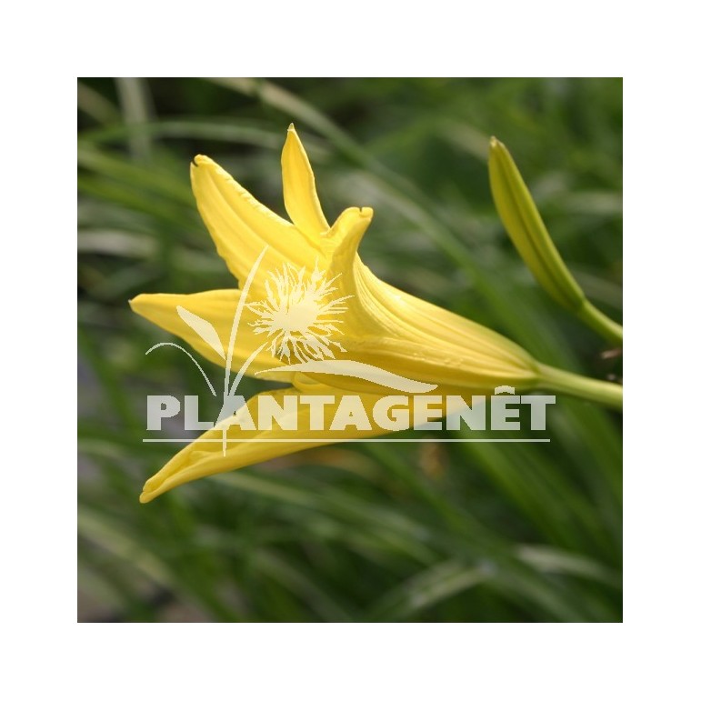  HEMEROCALLIS citrina