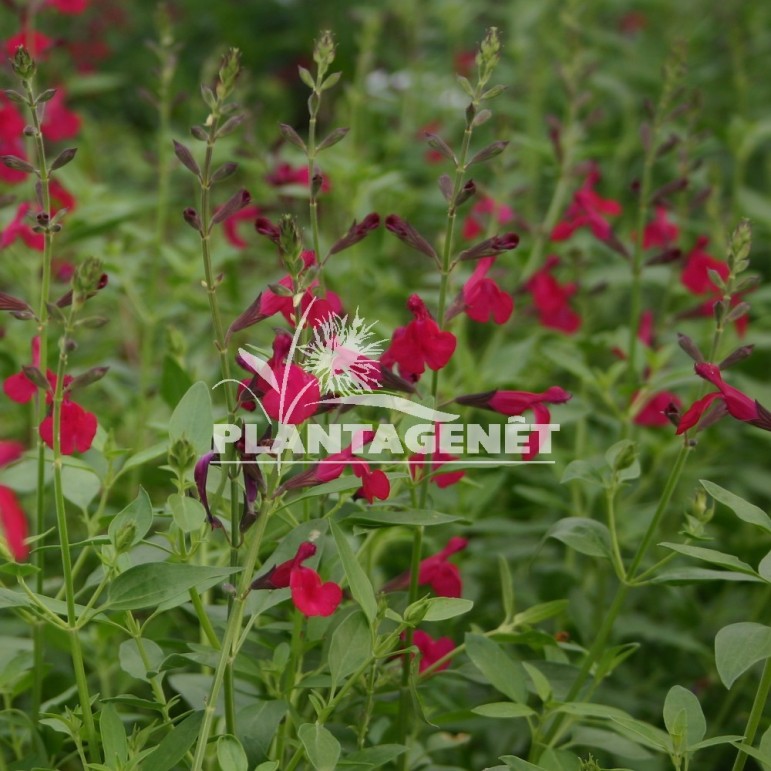  SALVIA x jamensis Raspberry Royale