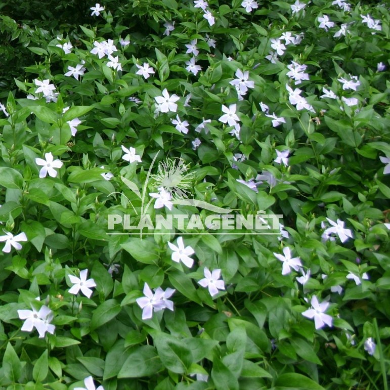  VINCA difformis