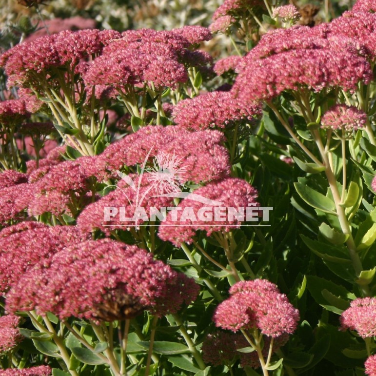  SEDUM Herbstfreude