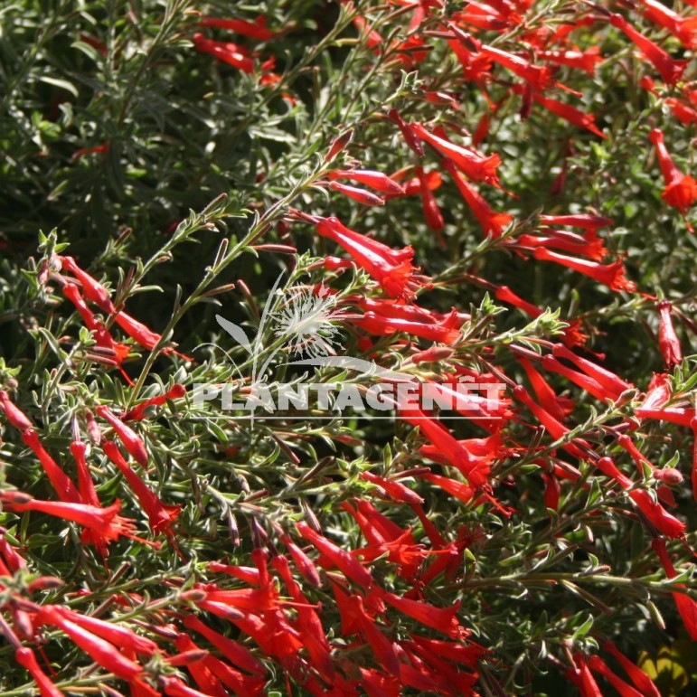  ZAUSCHNERIA californica Western Hills