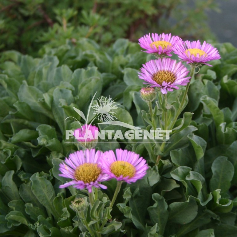  ERIGERON glaucus Sea Breeze