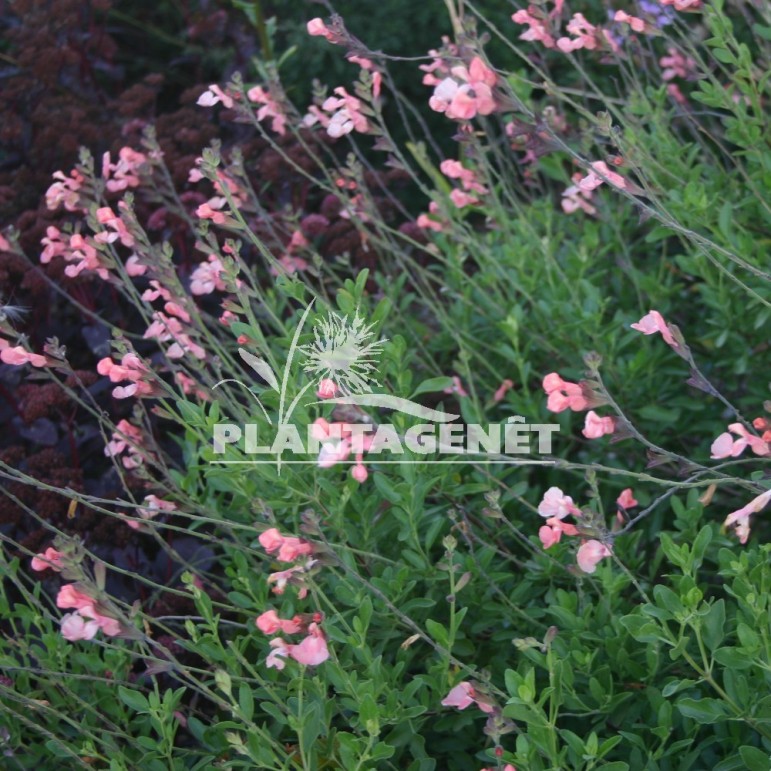  SALVIA x jamensis Ribambelle