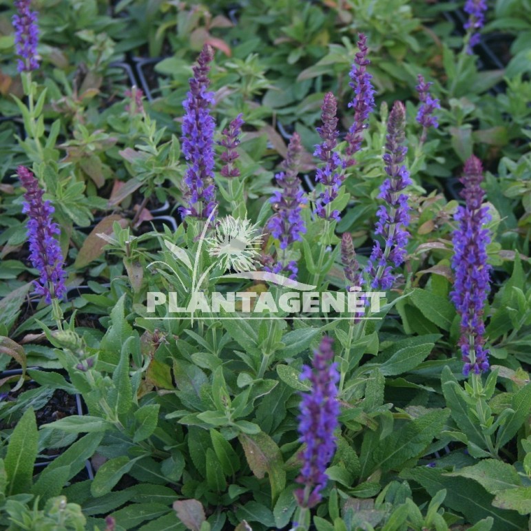  SALVIA nemorosa Ostfriesland  