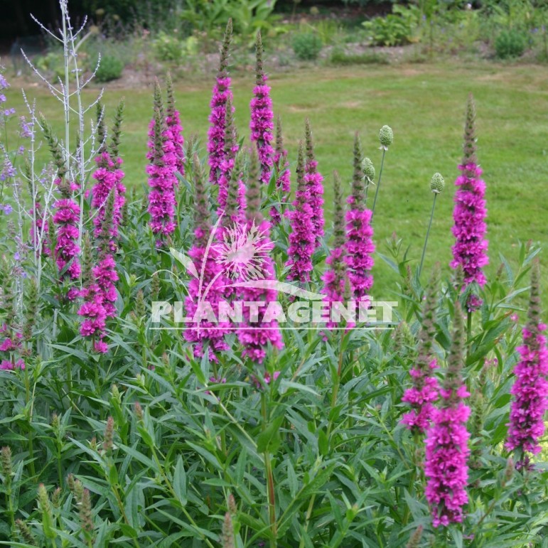  LYTHRUM salicaria Zigeunerblut