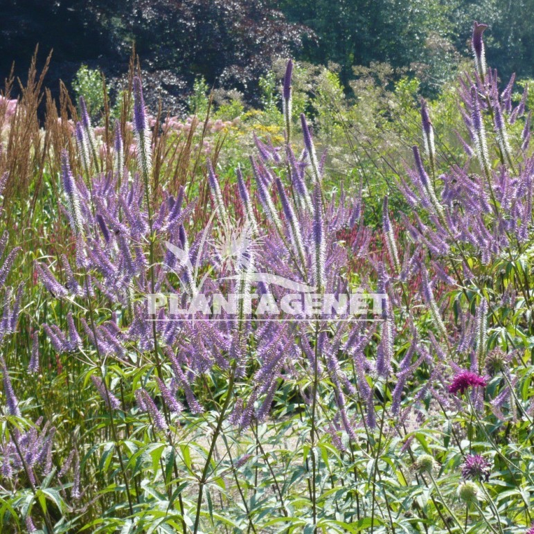  VERONICASTRUM virginicum Lavendelturm  