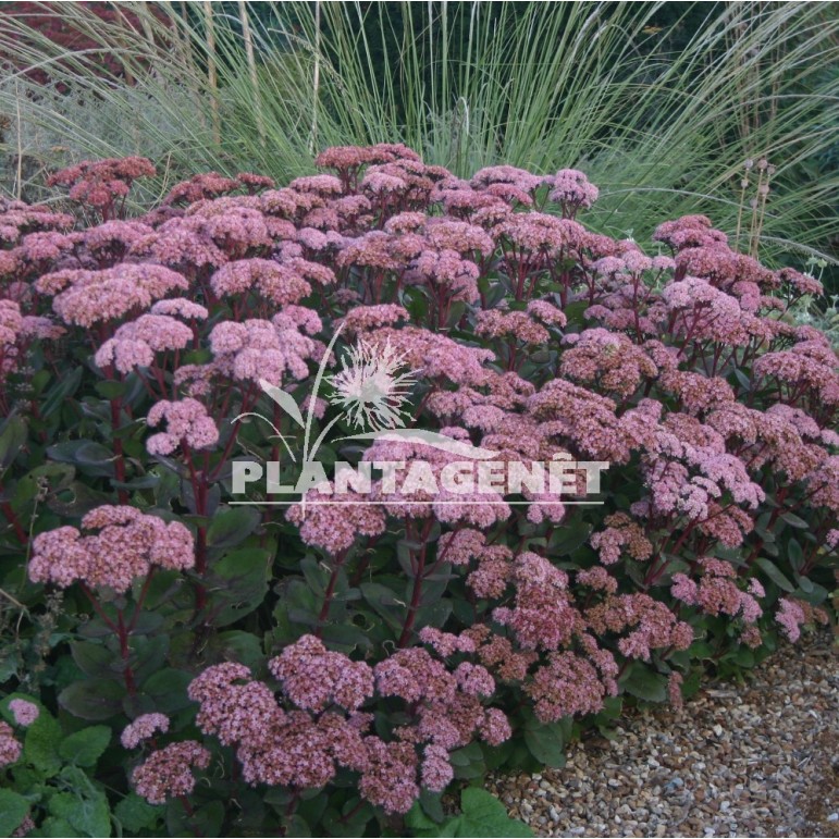  SEDUM Matrona