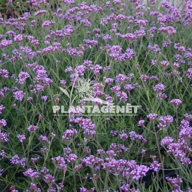  VERBENA bonariensis Lollipop