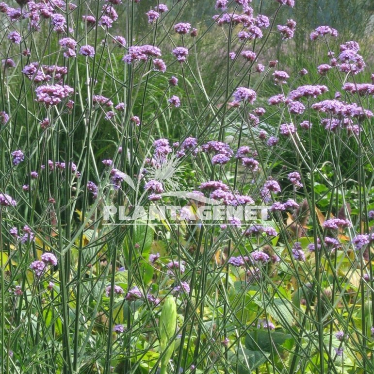  VERBENA bonariensis