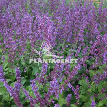  SALVIA verticillata Smouldering Torches