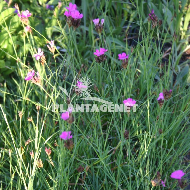  DIANTHUS carthusianorum