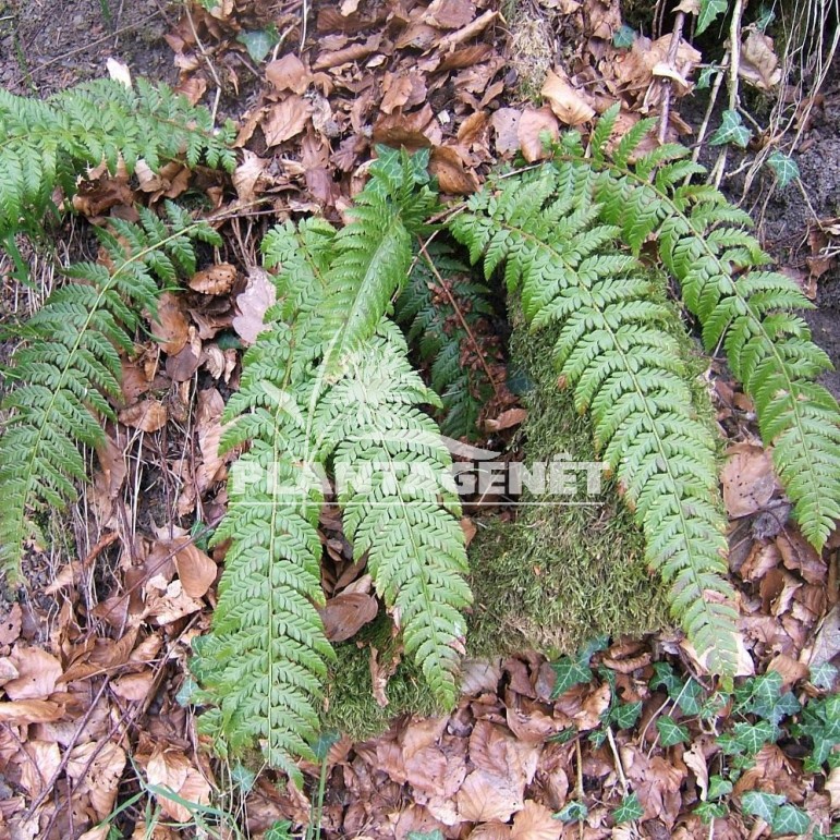  POLYSTICHUM aculeatum 