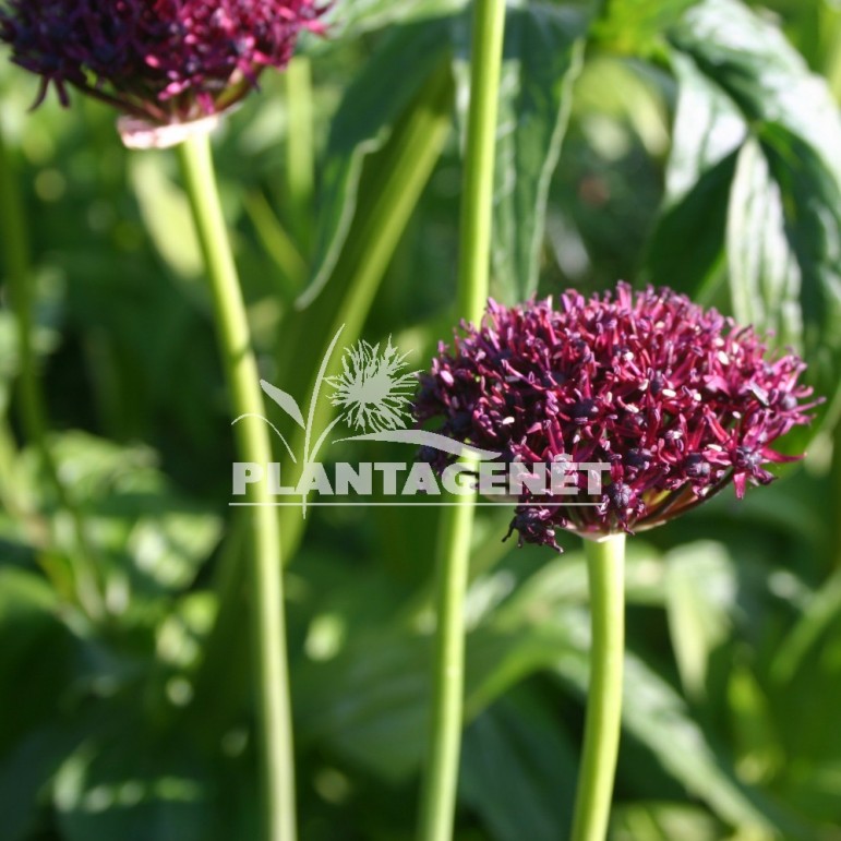  ALLIUM atropurpureum