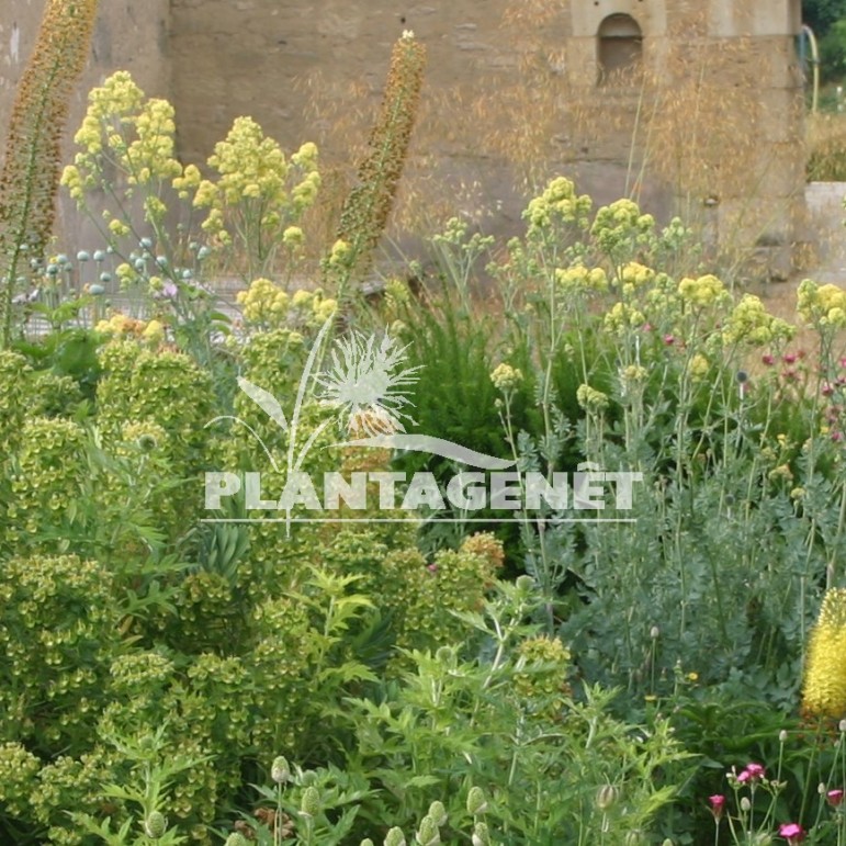  THALICTRUM flavum  ssp. glaucum