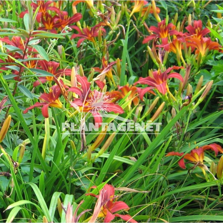  HEMEROCALLIS Stafford