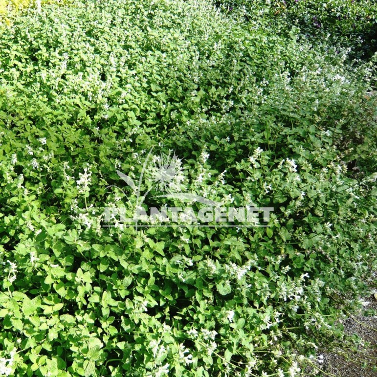  NEPETA  Snowflake 